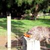 20 Woodie meets an emu